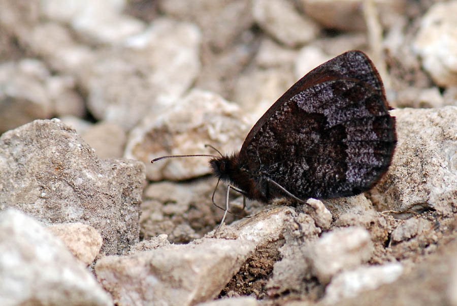 Erebia da identificare - Erebia pronoe